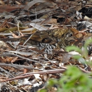 Zoothera lunulata at Acton, ACT - 10 Aug 2018