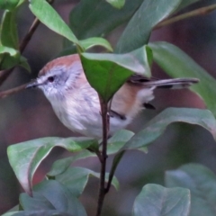 Gerygone mouki (Brown Gerygone) at ANBG - 10 Aug 2018 by RodDeb