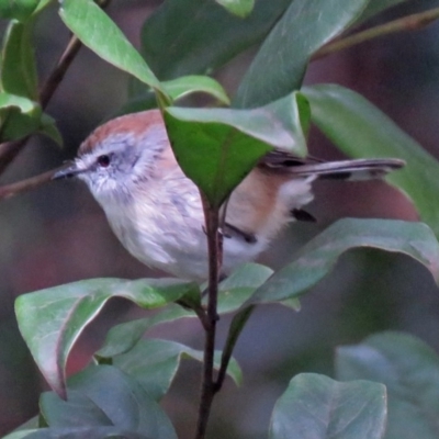 Gerygone mouki (Brown Gerygone) at Acton, ACT - 10 Aug 2018 by RodDeb