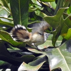 Gerygone mouki at Acton, ACT - 10 Aug 2018