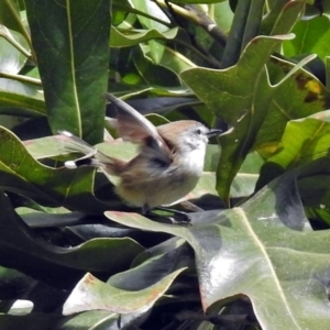 Gerygone mouki at Acton, ACT - 10 Aug 2018