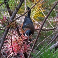 Acanthorhynchus tenuirostris (Eastern Spinebill) at ANBG - 10 Aug 2018 by RodDeb