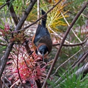 Acanthorhynchus tenuirostris at Acton, ACT - 10 Aug 2018