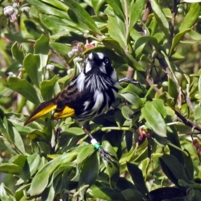 Phylidonyris novaehollandiae (New Holland Honeyeater) at ANBG - 10 Aug 2018 by RodDeb