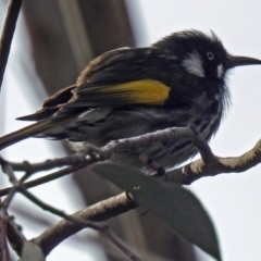 Phylidonyris novaehollandiae at Acton, ACT - 10 Aug 2018