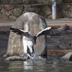 Pelecanus conspicillatus (Australian Pelican) at Belconnen, ACT - 10 Aug 2018 by AlisonMilton