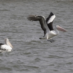 Pelecanus conspicillatus at Belconnen, ACT - 10 Aug 2018