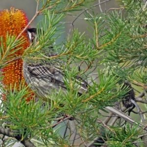 Anthochaera carunculata at Acton, ACT - 10 Aug 2018