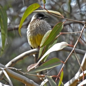 Anthochaera carunculata at Acton, ACT - 10 Aug 2018