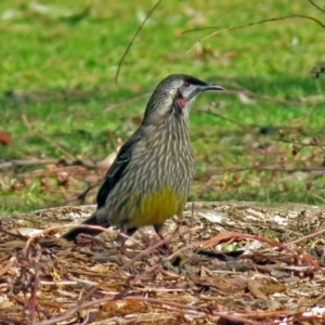 Anthochaera carunculata at Acton, ACT - 10 Aug 2018