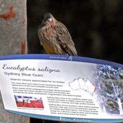 Anthochaera carunculata at Acton, ACT - 10 Aug 2018