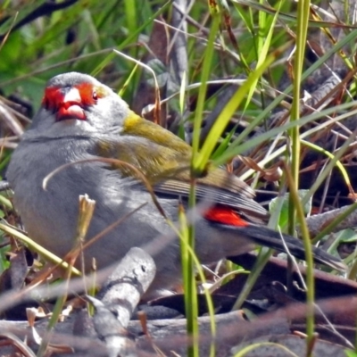 Neochmia temporalis (Red-browed Finch) at ANBG - 10 Aug 2018 by RodDeb