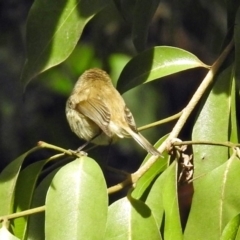 Acanthiza nana at ANBG - 10 Aug 2018 by RodDeb
