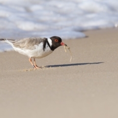 Charadrius rubricollis (Hooded Plover) at Eden, NSW - 9 Aug 2018 by Leo