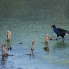 Porphyrio melanotus (Australasian Swamphen) at Fyshwick, ACT - 25 Apr 2018 by natureguy