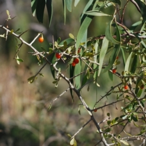 Lycium ferocissimum at Fyshwick, ACT - 24 Apr 2018