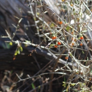 Lycium ferocissimum at Fyshwick, ACT - 24 Apr 2018