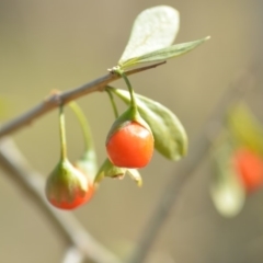 Lycium ferocissimum at Fyshwick, ACT - 24 Apr 2018