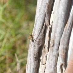Polistes (Polistes) chinensis (Asian paper wasp) at Jerrabomberra Wetlands - 24 Apr 2018 by natureguy