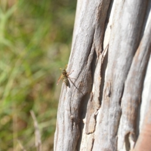 Polistes (Polistes) chinensis at Fyshwick, ACT - 25 Apr 2018