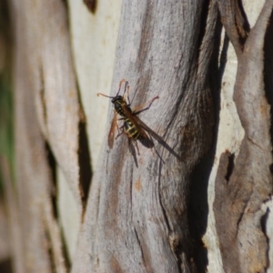 Polistes (Polistes) chinensis at Fyshwick, ACT - 25 Apr 2018