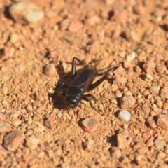 Teleogryllus commodus (Black Field Cricket) at Fyshwick, ACT - 24 Apr 2018 by natureguy