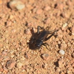 Teleogryllus commodus at Fyshwick, ACT - 24 Apr 2018