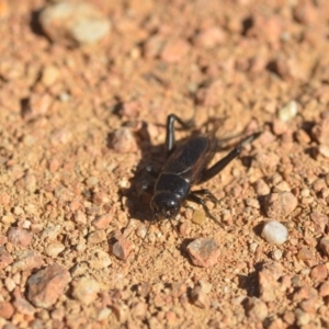 Teleogryllus commodus at Fyshwick, ACT - 24 Apr 2018 03:37 PM