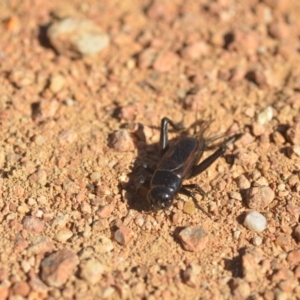 Teleogryllus commodus at Fyshwick, ACT - 24 Apr 2018