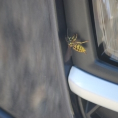 Vespula germanica (European wasp) at Jerrabomberra Wetlands - 24 Apr 2018 by natureguy