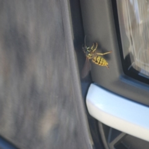 Vespula germanica at Fyshwick, ACT - 25 Apr 2018 07:14 AM