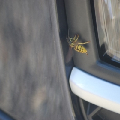 Vespula germanica (European Wasp, German Yellowjacket Wasp) at Fyshwick, ACT - 25 Apr 2018 by natureguy
