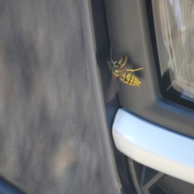 Vespula germanica (European wasp) at Jerrabomberra Wetlands - 24 Apr 2018 by natureguy