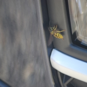 Vespula germanica at Fyshwick, ACT - 25 Apr 2018