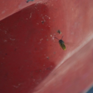 Vespula germanica at Fyshwick, ACT - 25 Apr 2018