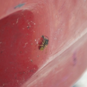 Vespula germanica at Fyshwick, ACT - 25 Apr 2018