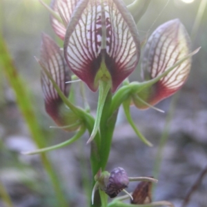 Cryptostylis erecta at Meroo National Park - suppressed