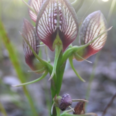 Cryptostylis erecta (Bonnet Orchid) at Meroo National Park - 3 Jan 2015 by MatthewFrawley