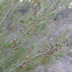 Kunzea ericoides (Burgan) at Bullen Range - 5 Aug 2018 by MichaelBedingfield