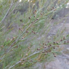 Kunzea ericoides (Burgan) at Bullen Range - 5 Aug 2018 by michaelb