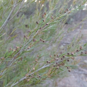 Kunzea ericoides at Bullen Range - 5 Aug 2018