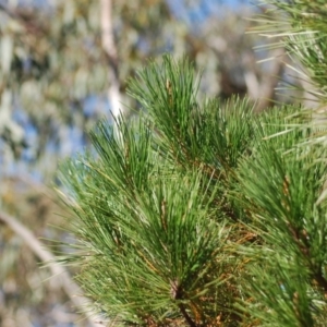 Pinus radiata at Wamboin, NSW - 28 Apr 2018 06:27 AM