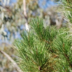 Pinus radiata at Wamboin, NSW - 28 Apr 2018 06:27 AM