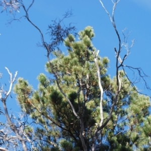 Pinus radiata at Wamboin, NSW - 28 Apr 2018
