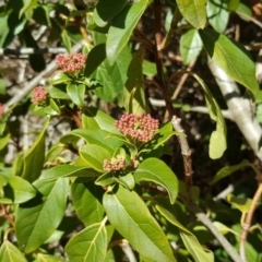 Viburnum tinus (Laurustinus) at Isaacs Ridge - 11 Aug 2018 by Mike