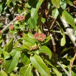 Viburnum tinus at Isaacs Ridge - 11 Aug 2018 10:43 AM