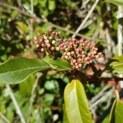 Viburnum tinus at Isaacs Ridge - 11 Aug 2018 10:43 AM