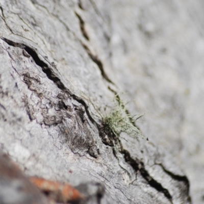 Usnea sp. (genus) (Bearded lichen) at QPRC LGA - 27 Apr 2018 by natureguy