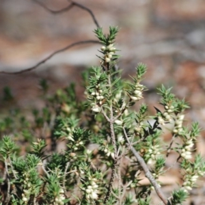 Melichrus urceolatus at Wamboin, NSW - 28 Apr 2018 06:30 AM