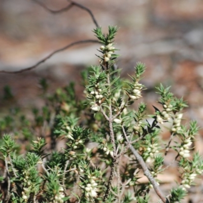 Melichrus urceolatus (Urn Heath) at Wamboin, NSW - 27 Apr 2018 by natureguy